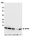 Myotrophin antibody, A305-473A, Bethyl Labs, Western Blot image 