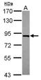RNA Polymerase II Associated Protein 3 antibody, NBP2-16506, Novus Biologicals, Western Blot image 