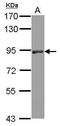 Poly(A) polymerase alpha antibody, PA5-30414, Invitrogen Antibodies, Western Blot image 