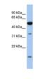 Retinol Dehydrogenase 12 antibody, orb325809, Biorbyt, Western Blot image 