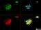 Ubiquitin carboxyl-terminal hydrolase CYLD antibody, NB110-95574, Novus Biologicals, Immunofluorescence image 
