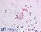 Otoferlin antibody, LS-B142, Lifespan Biosciences, Immunohistochemistry frozen image 