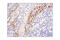 Jagged Canonical Notch Ligand 1 antibody, 70109S, Cell Signaling Technology, Immunohistochemistry paraffin image 