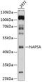 Napsin A Aspartic Peptidase antibody, 19-748, ProSci, Western Blot image 