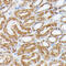 Nucleotide Binding Protein 1 antibody, 16-590, ProSci, Immunohistochemistry paraffin image 