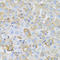 Apolipoprotein C-I antibody, LS-C335595, Lifespan Biosciences, Immunohistochemistry frozen image 