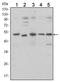 SMAD Family Member 5 antibody, AM06562SU-N, Origene, Western Blot image 