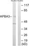 Amyloid Beta Precursor Protein Binding Family A Member 3 antibody, PA5-39019, Invitrogen Antibodies, Western Blot image 