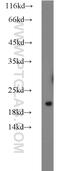 U6 snRNA-associated Sm-like protein LSm1 antibody, 10259-1-AP, Proteintech Group, Western Blot image 