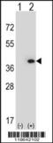Myeloid leukemia factor 1 antibody, 62-424, ProSci, Western Blot image 