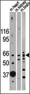 ACTR-IIB antibody, AP13714PU-N, Origene, Western Blot image 