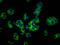 Monoacylglycerol O-Acyltransferase 1 antibody, LS-C682304, Lifespan Biosciences, Immunofluorescence image 
