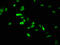 H12 antibody, LS-C670346, Lifespan Biosciences, Immunofluorescence image 