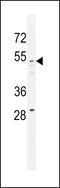 Golgin A8 Family Member A antibody, 55-697, ProSci, Western Blot image 
