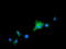 10-FTHFDH antibody, TA501853, Origene, Immunofluorescence image 