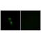 Armadillo Repeat Containing 6 antibody, PA5-49982, Invitrogen Antibodies, Immunofluorescence image 