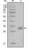 PAR-1 antibody, MA5-15445, Invitrogen Antibodies, Western Blot image 