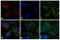 Rabbit IgG antibody, 31984, Invitrogen Antibodies, Immunofluorescence image 