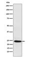BCL2 Associated Athanogene 2 antibody, M04933-1, Boster Biological Technology, Western Blot image 