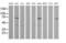 MDM4 Regulator Of P53 antibody, MA5-26195, Invitrogen Antibodies, Western Blot image 