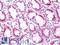 Trans-Golgi Network Protein 2 antibody, LS-B11790, Lifespan Biosciences, Immunohistochemistry paraffin image 