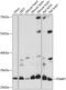 Proteasome Subunit Beta 7 antibody, 15-719, ProSci, Western Blot image 