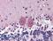 Histone Deacetylase 3 antibody, LS-B3894, Lifespan Biosciences, Immunohistochemistry frozen image 