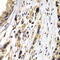 Parathyroid Hormone Like Hormone antibody, 16-649, ProSci, Immunohistochemistry paraffin image 