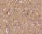 Potassium voltage-gated channel subfamily A member 1 antibody, A01813-2, Boster Biological Technology, Immunohistochemistry frozen image 