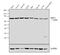 Heat shock 70 kDa protein 1A/1B antibody, 33-3800, Invitrogen Antibodies, Western Blot image 