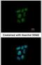 Nuclear Receptor Subfamily 0 Group B Member 2 antibody, PA5-22311, Invitrogen Antibodies, Immunofluorescence image 