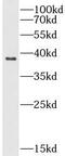 NADH:Ubiquinone Oxidoreductase Subunit A9 antibody, FNab05613, FineTest, Western Blot image 
