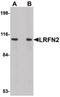 Leucine-rich repeat and fibronectin type-III domain-containing protein 2 antibody, PA5-20705, Invitrogen Antibodies, Western Blot image 