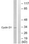 Cyclin D1 antibody, LS-C117599, Lifespan Biosciences, Western Blot image 