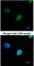 Pre-mRNA-processing factor 19 antibody, NBP1-31354, Novus Biologicals, Immunofluorescence image 