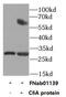 Complement C8 Alpha Chain antibody, FNab01139, FineTest, Western Blot image 