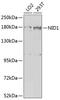 Nidogen 1 antibody, 23-523, ProSci, Western Blot image 