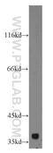C1GALT1-specific chaperone 1 antibody, 19254-1-AP, Proteintech Group, Western Blot image 