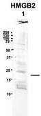High Mobility Group Box 2 antibody, TA344432, Origene, Western Blot image 