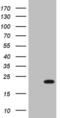 High Mobility Group Box 4 antibody, MA5-27031, Invitrogen Antibodies, Western Blot image 