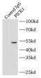 PRKCA-binding protein antibody, FNab06434, FineTest, Immunoprecipitation image 