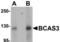 BCAS3 Microtubule Associated Cell Migration Factor antibody, TA306933, Origene, Western Blot image 