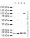 Ubiquitin Conjugating Enzyme E2 I antibody, ab33044, Abcam, Western Blot image 