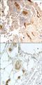 Platelet And Endothelial Cell Adhesion Molecule 1 antibody, 250589, Abbiotec, Immunohistochemistry paraffin image 