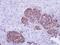 ZPR1 Zinc Finger antibody, NBP1-32965, Novus Biologicals, Immunohistochemistry paraffin image 
