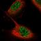 Zinc Finger Protein 551 antibody, HPA038187, Atlas Antibodies, Immunofluorescence image 