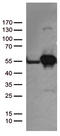 DExD-Box Helicase 39B antibody, CF812667, Origene, Western Blot image 