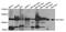 Dehydrogenase E1 And Transketolase Domain Containing 1 antibody, orb374081, Biorbyt, Western Blot image 