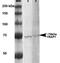Heat shock protein 75 kDa, mitochondrial antibody, orb181854, Biorbyt, Western Blot image 