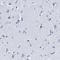 Leucine Rich Repeat Containing 8 VRAC Subunit E antibody, HPA020466, Atlas Antibodies, Immunohistochemistry frozen image 